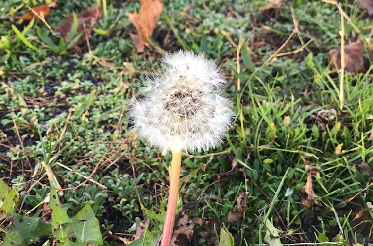 12 von 12 im November